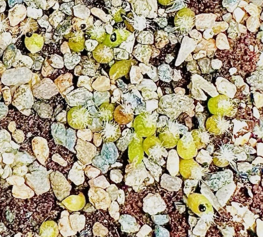Lophophora fricii cv. Yatagai 10 Pieces Seeds