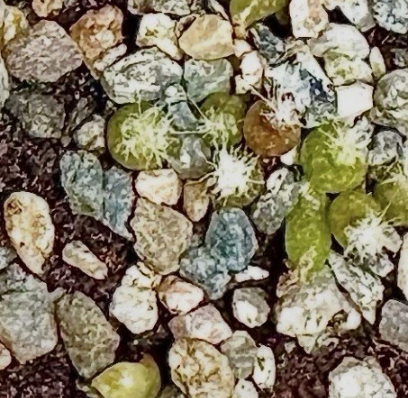 Lophophora Fricii El Amparo 10 Pieces Seeds