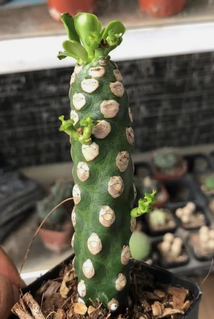 Euphorbia royleana Boiss 7 Pieces Seeds
