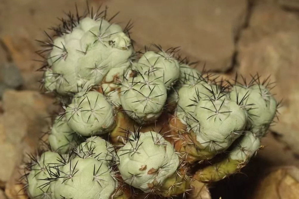 Ortegocactus macdougallii 10 Pieces Seeds