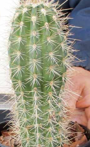 Myrciaria dubia 10 Pieces Seeds