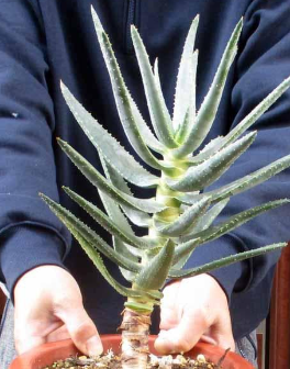 Aloe dichotoma 15 Pieces Seeds