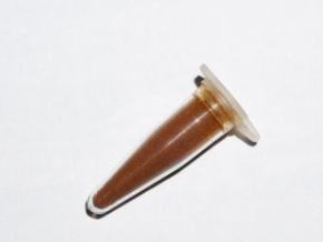 Platycerium Holttumii (Staghorn Fern) 0.2ml Spores