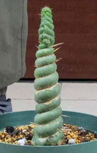 Eulychnia castanea f. spiralis 10 Pieces Seeds