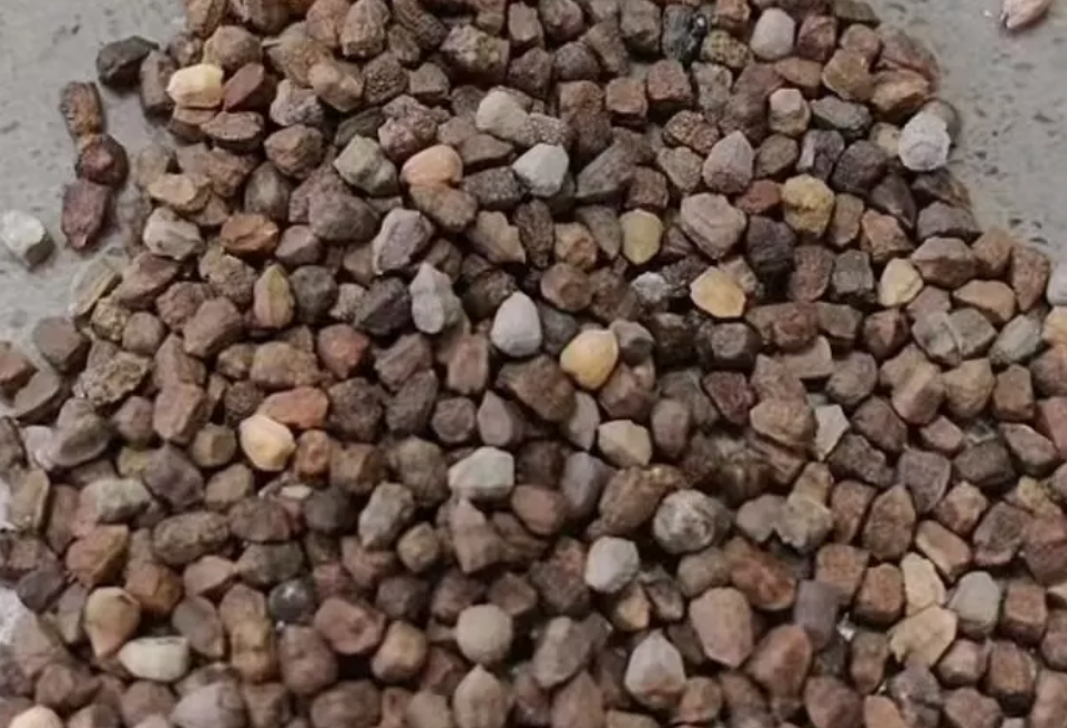 Euphorbia decepta 8 Pieces Seeds