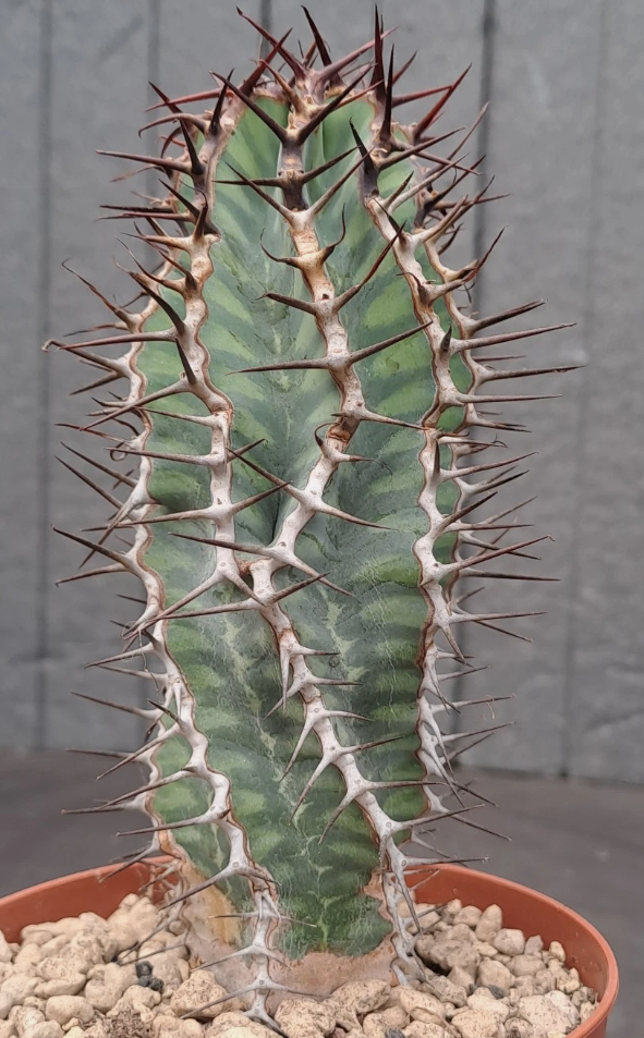 Euphorbia virosa 7 Pieces Seeds