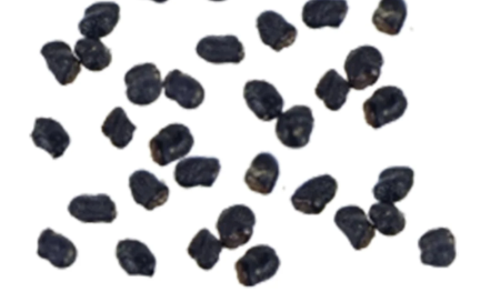 Melocactus azureus 15 Pieces Seeds