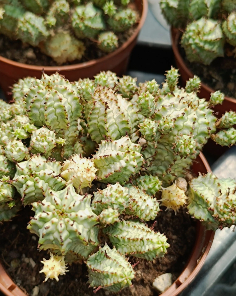 Euphorbia submammillaris var. Pfersdorfii 7 Pieces Seeds