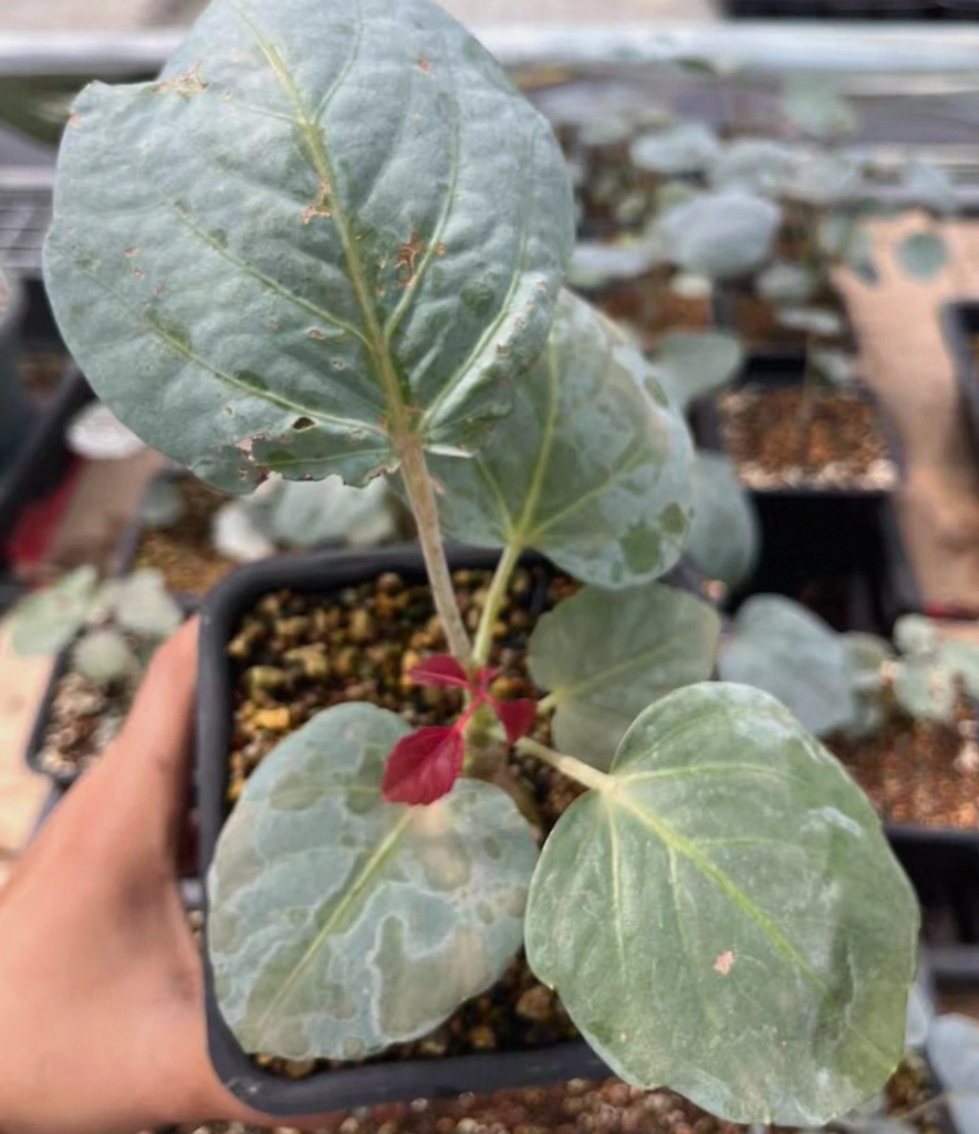 Cyphostemma rutilans 6 Pieces Seeds