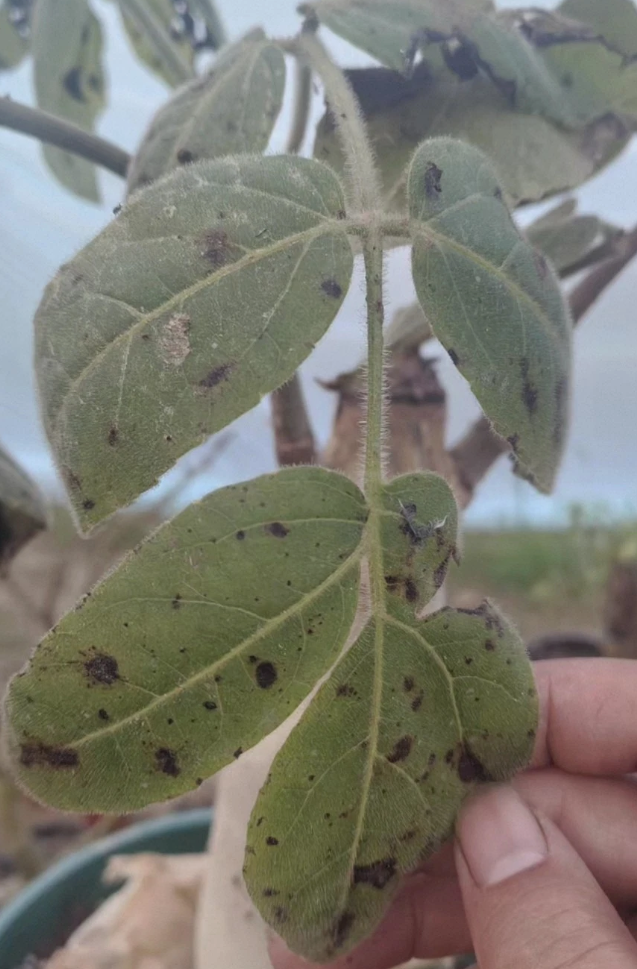 Cyphostemma macrocarpum 5 Pieces Seeds