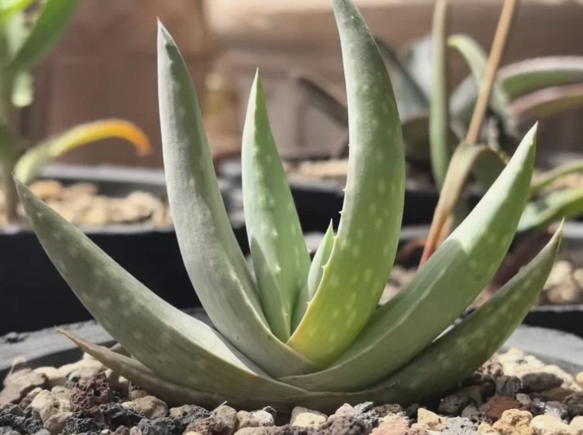 Aloe dhufarensis 15 Pieces Seeds