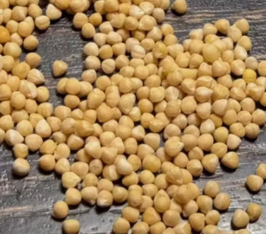 Dorstenia gigas 10 Pieces Seeds