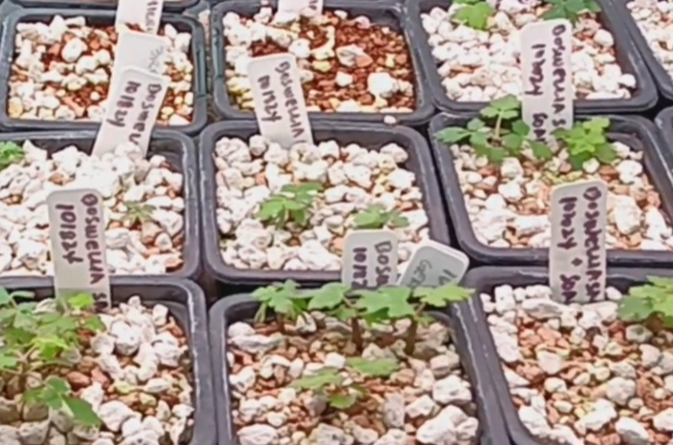 Boswellia sacra – PLANT