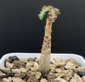 Boswellia nana – PLANT