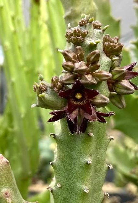 Apteranthes staintonii 5 Pieces Seeds