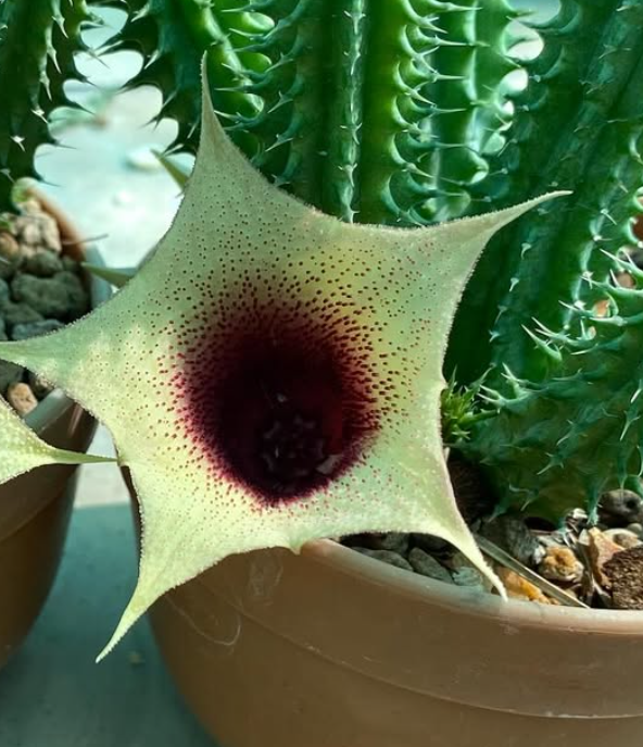 Tavaresia ‘La-on’ 6 Pieces Seeds