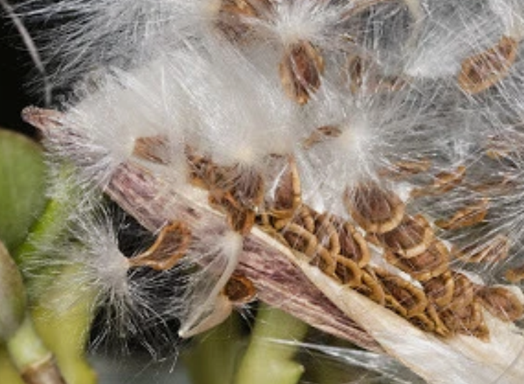 Huernia ‘Fall in Love’ 5 Pieces Seeds