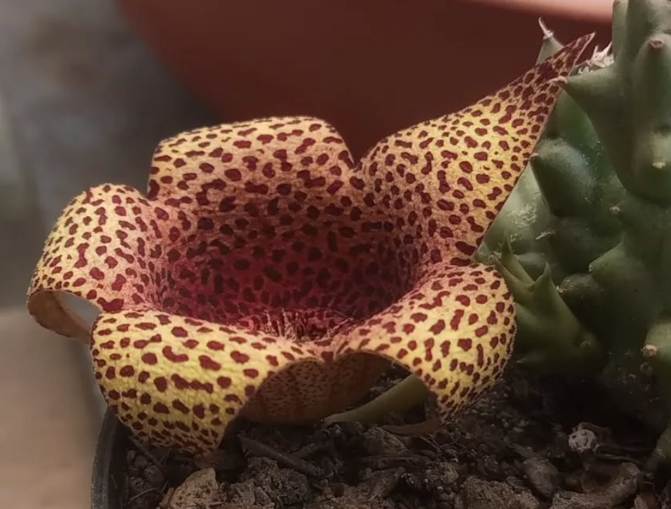 Tavarorbea 'Red Leopard' 6 Pieces Seeds