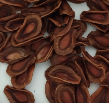 Stapelia Michell's Pass 5 Pieces Seeds