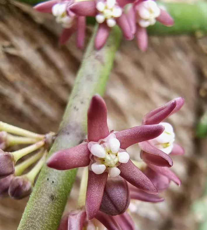 Cynanchum vanlenssenii 5 Pieces Seeds