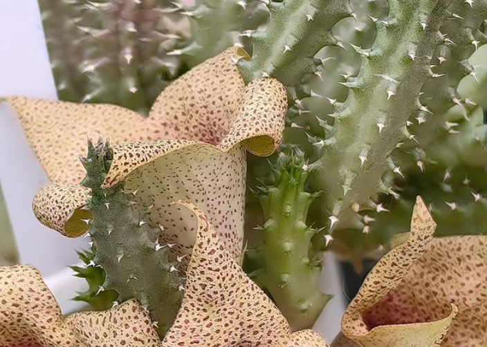 Tavaresia meinjetsii 6 Pieces Seeds