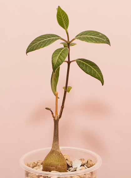 Baseonema gregorii 5 Pieces Seeds