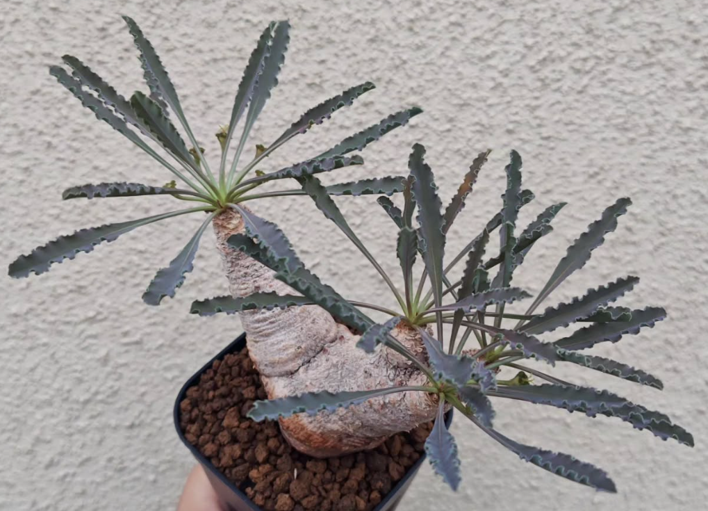 Euphorbia Crispa 8 Pieces Seeds – exotic-gardenkingdom.com