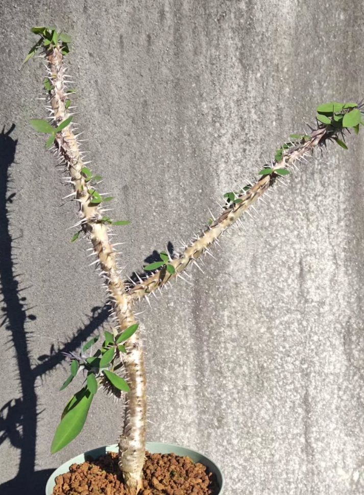 Euphorbia milii nova 7 Pieces Seeds
