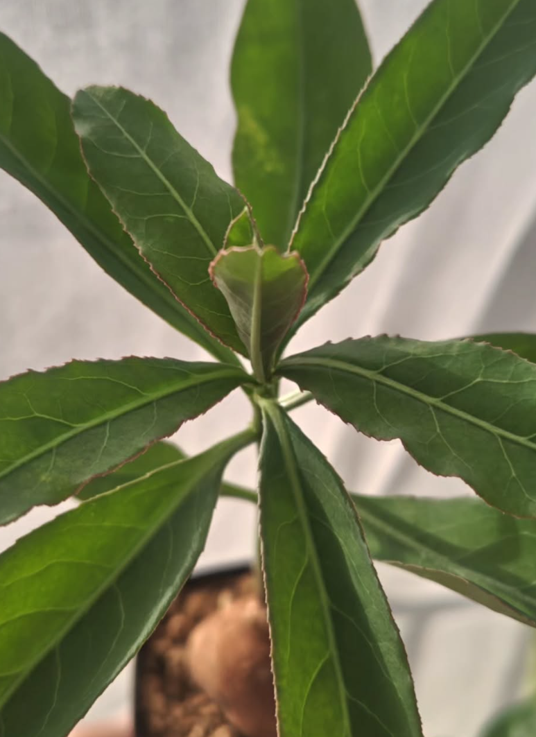Monadenium Crispum 7 Pieces Seeds
