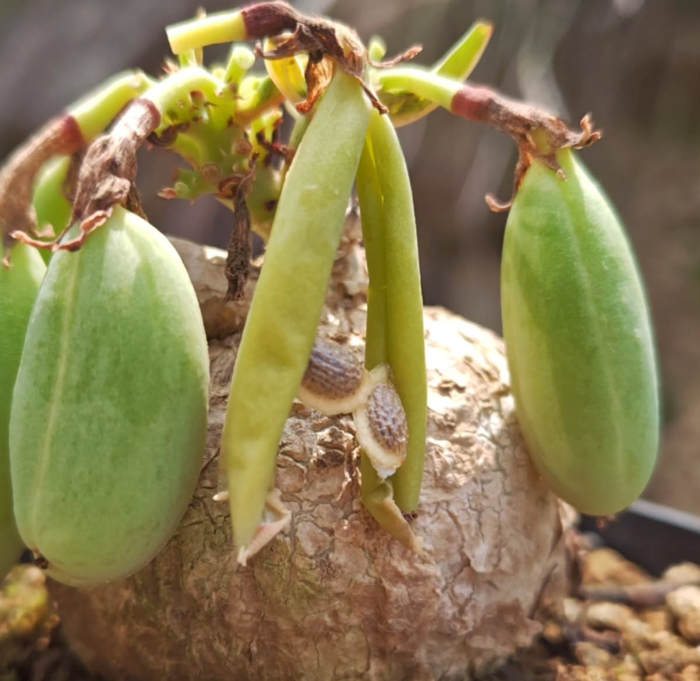 Adenia Ovata 6 Pieces Seeds – exotic-gardenkingdom.com