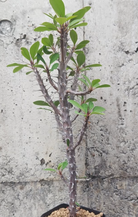 Euphorbia tananarive 6 Pieces Seeds