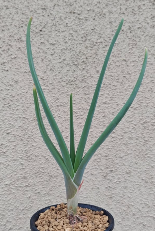 Bulbine foleyi 8 Pieces Seeds