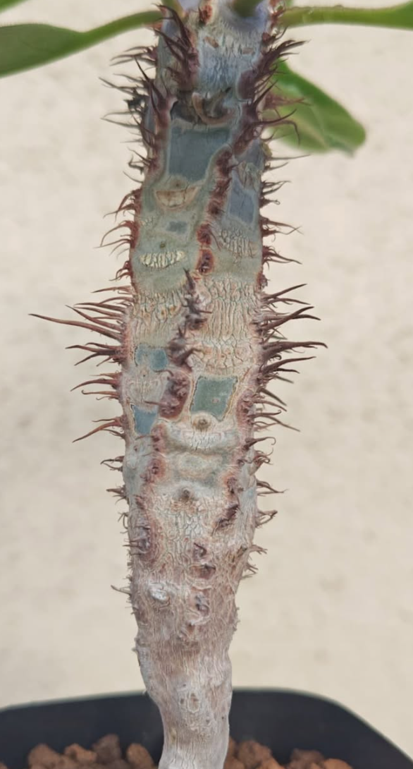 Euphorbia iharanae 5 Pieces Seeds
