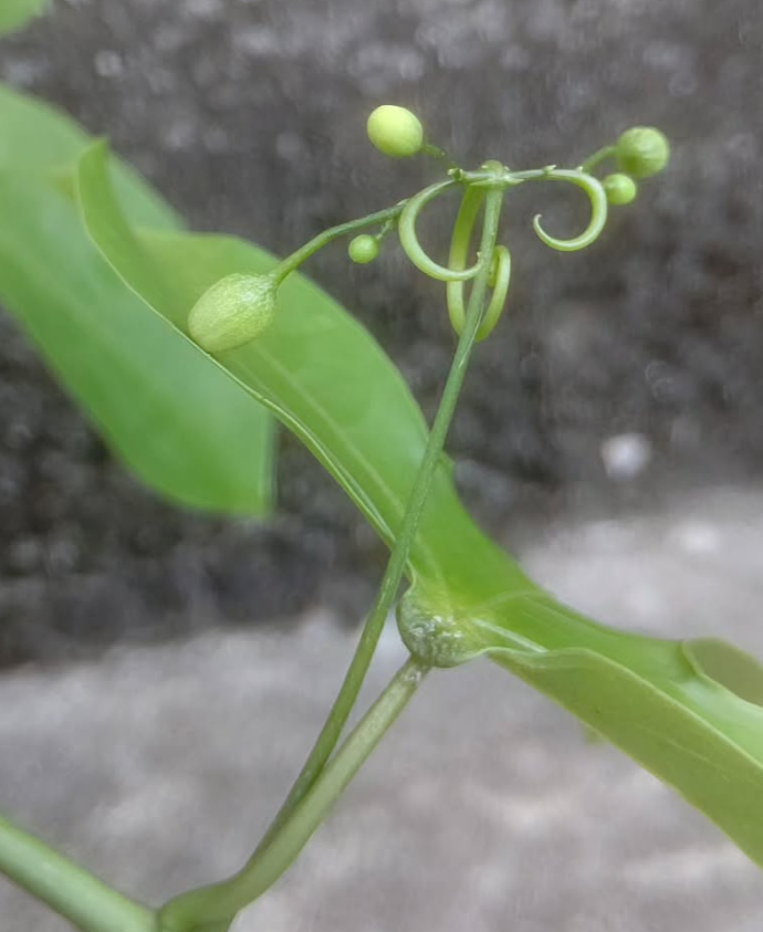 Adenia Heterophylla 6 Pieces Seeds