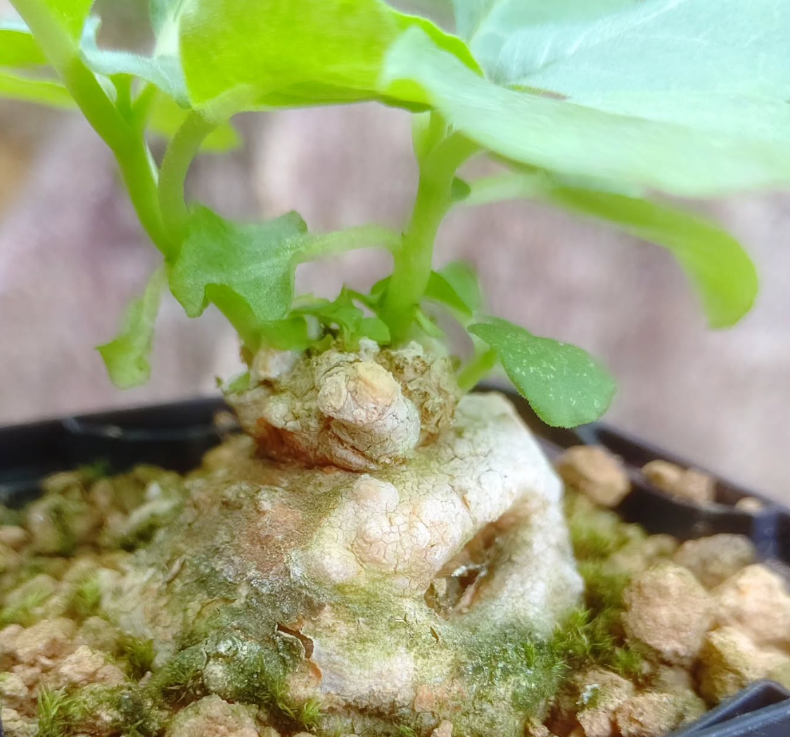Dorstenia cuspidata v. brinkmaniana 5 Pieces Seeds
