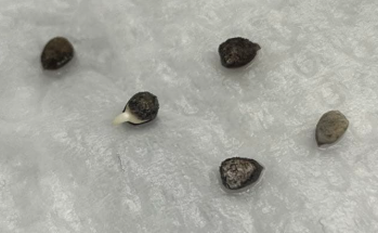 Euphorbia lophogona 6 Pieces Seeds
