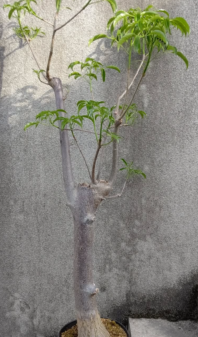 Adansonia ZA 10 Pieces Seeds