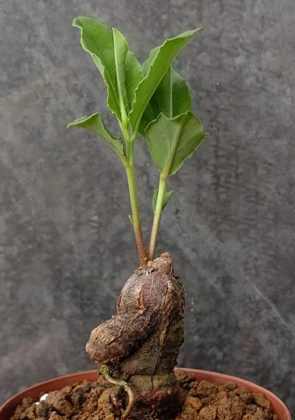 Monadenium capitatum 5 Pieces Seeds