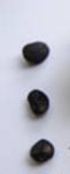 Merremia sp nova 6 Pieces Seeds