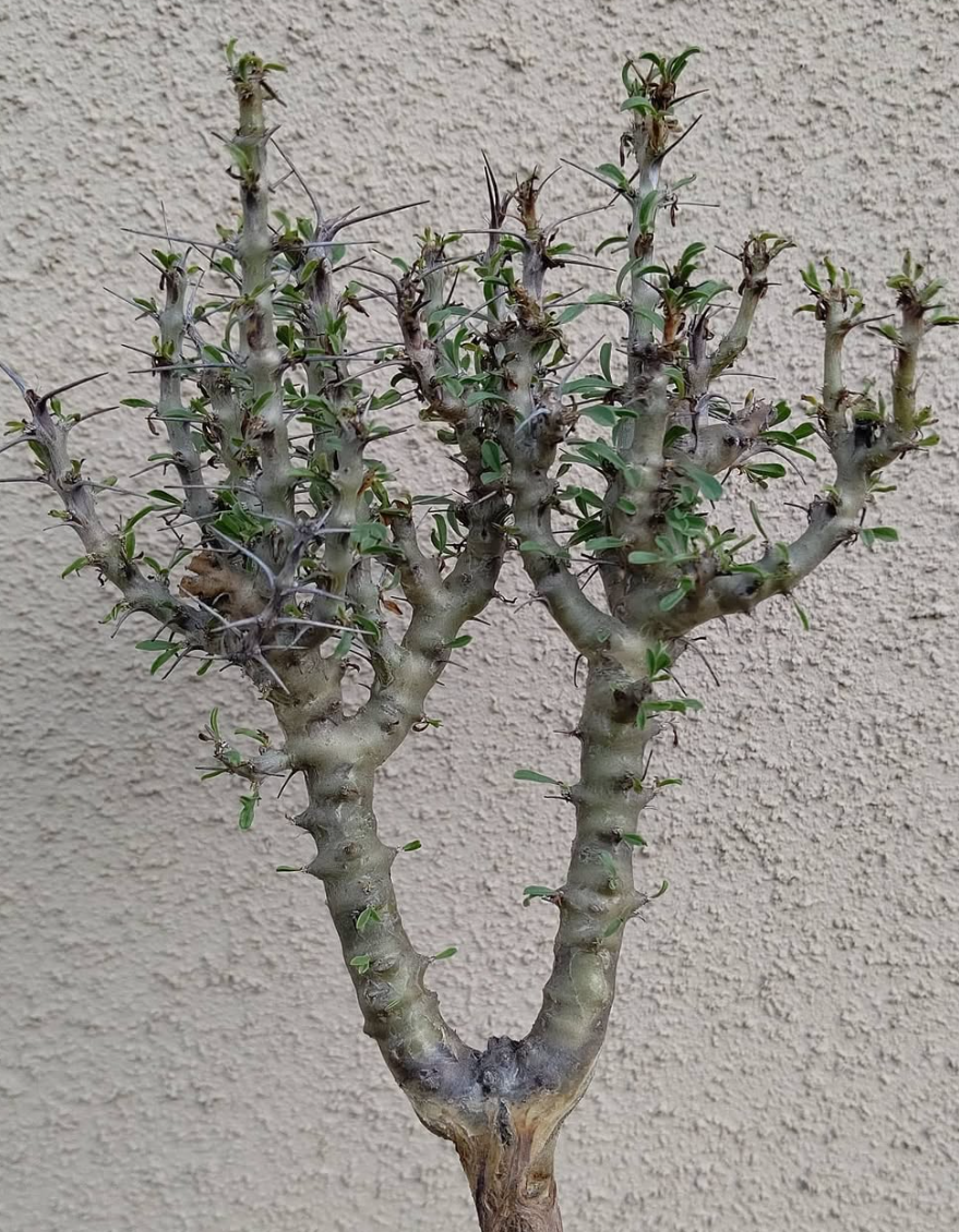 Sarcocaulon salmoniflorum 3 Pieces Seeds