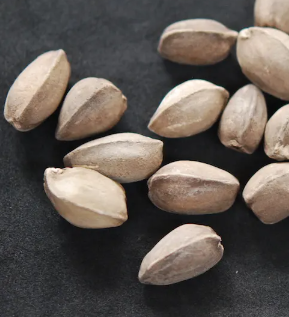 Moringa peregrina 7 Pieces Seeds