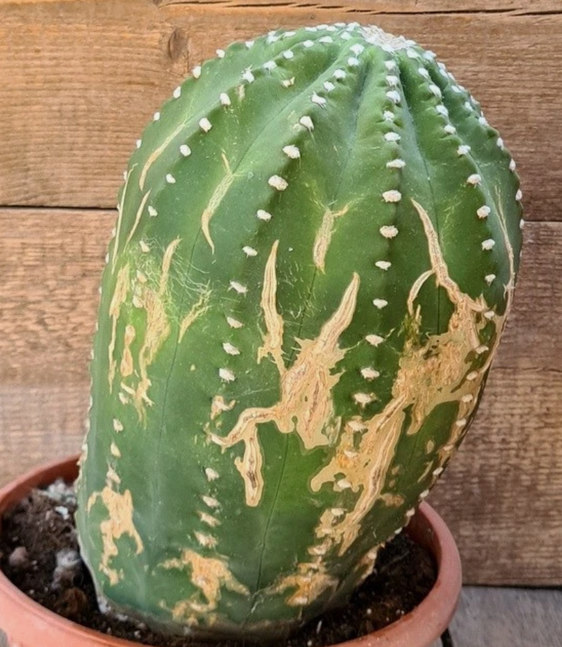Echinopsis subdenudata 10 Pieces Seeds