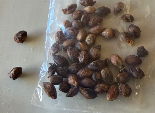 Commiphora planifrons 5 Pieces Seeds – exotic-gardenkingdom.com