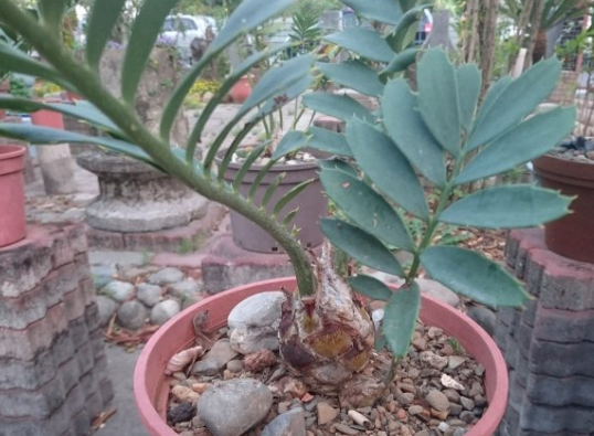 Encephalartos ferox 2 Pieces Seeds