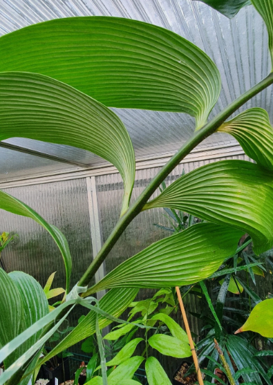 Zamia neurophillidia 2 Pieces Seeds