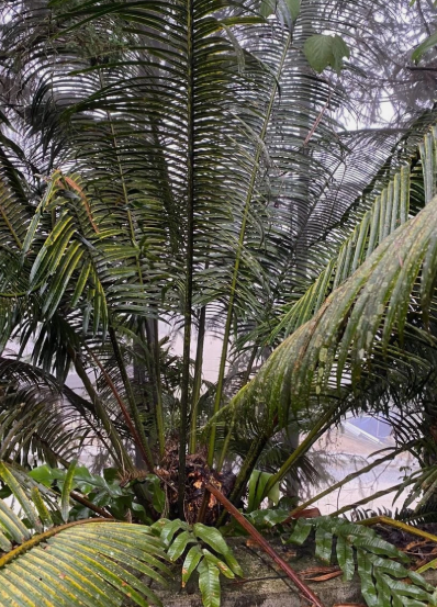 Cycas dolichophylla 2 Pieces Seeds