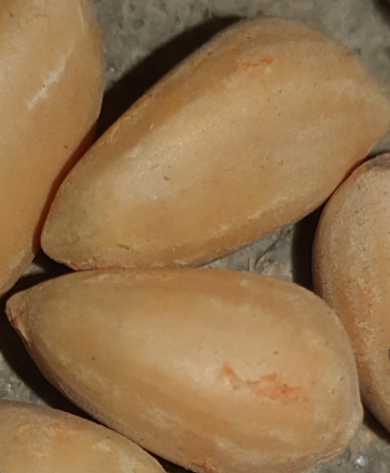 Zamia hamannii 2 Pieces Seeds
