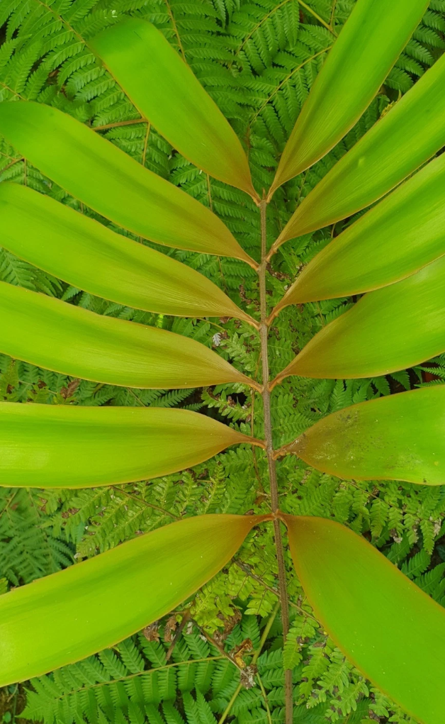 Zamia manicata 2 Pieces Seeds