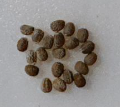 Euphorbia leuconeura 6 Pieces Seeds
