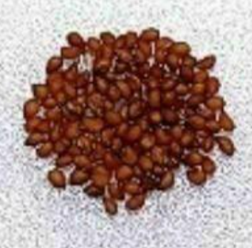Mammillaria caminae 15 Pieces Seeds